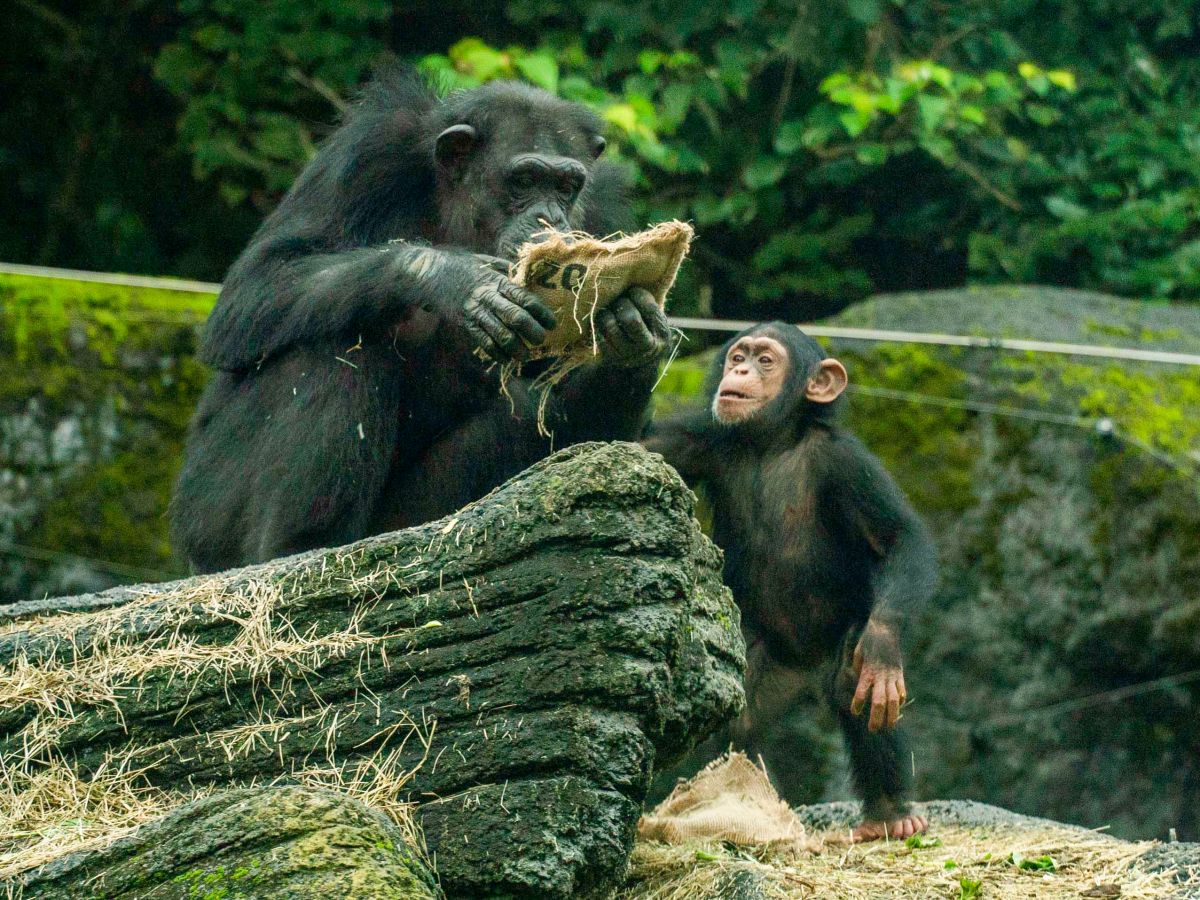 ▲2歲的小猩猩還沒有經驗、力氣不夠，只能跟在媽媽旁邊，緊盯開箱過程。（圖／台北市立動物園）