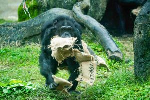 ▲黑猩猩雙手抱滿福袋，滿載而歸開心回家。（圖／台北市立動物園）