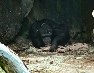 ▲「咪覺」把布袋鋪成小床。（圖／台北市立動物園）