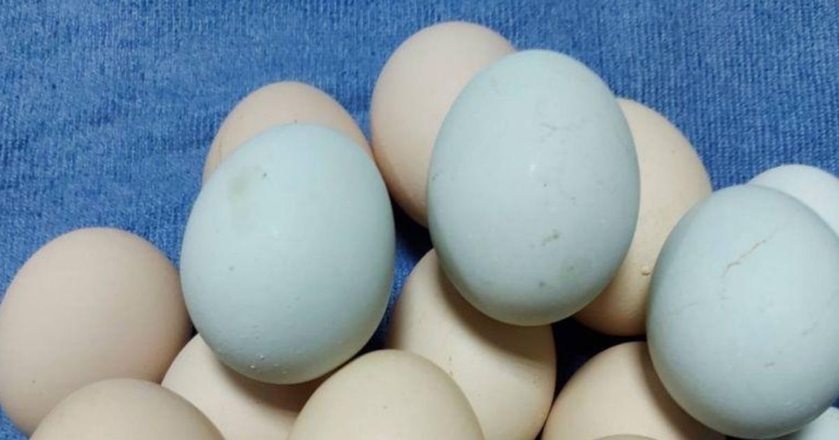 救蛋荒！農委會有條件進口「日本雞蛋」：非禽流感區
