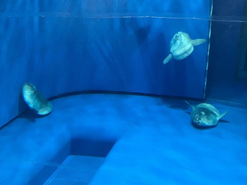 ▲日本推主在水族館拍攝的翻車魚照片。（圖／Twitter：ku_nyango）