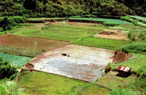 ▲東南亞的糧食安全問題亟需重視。圖為菲律賓的稻田。（圖／美聯社／達志影像）