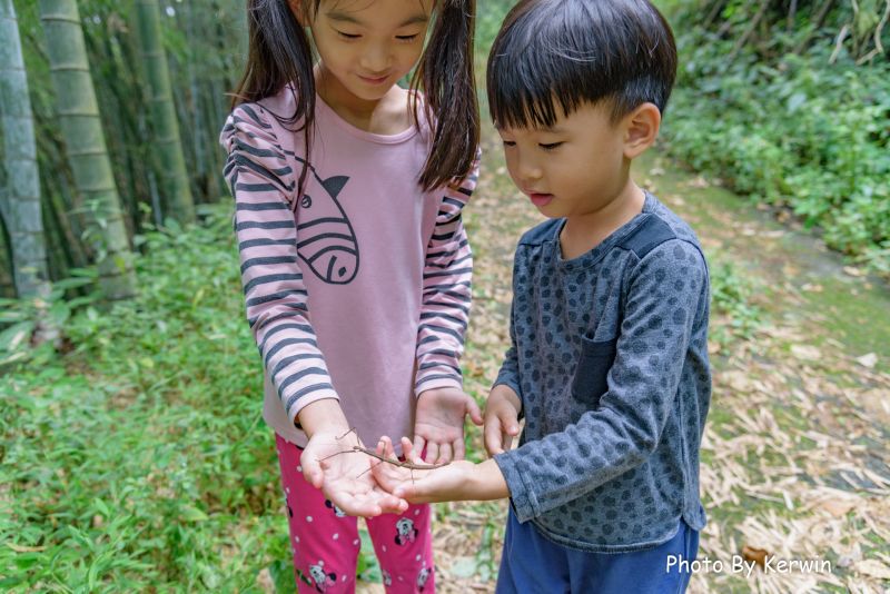 ▲透過自然觀察，孩子學會跟生態和平共存，觀察互動完就放生。（圖／取自「爸趣外露」）