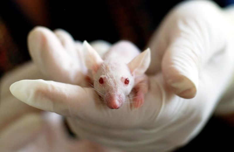 ▲美國CDC近來在加州破獲一間進行非法動物實驗的倉庫，其中有將近一千隻小白鼠。（示意圖／翻攝自Pixabay圖庫）