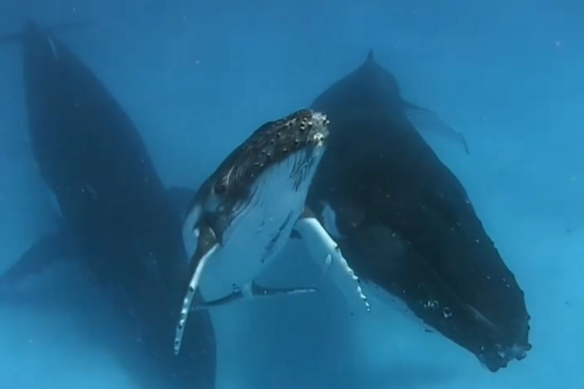 小座頭鯨浮水面呼吸！母親關切伴隨　絕美悠遊畫面曝光
