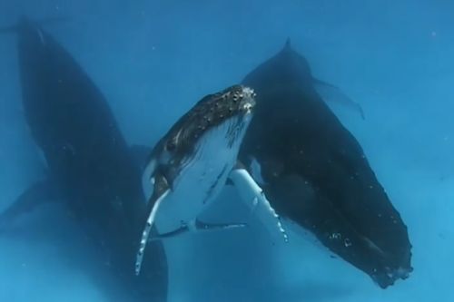 ▲小座頭鯨與同伴在海中悠游。（示意圖／Instagram：edgar_pacific_photography）