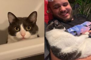 天生高手？貓咪征服男友主動「投懷送抱」　網笑：超會的
