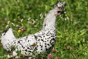 白雞身上佈滿「黑色小愛心」！身分曝光　網：大自然奇蹟
