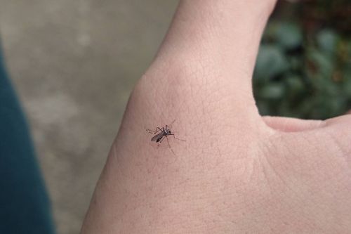 打不到蚊子超怒?專家曝「夾殺密技」 網愣:拍錯幾十年 ▲打不到蚊子好煩惱?國外一專家教正確打蚊子手勢。(示意圖/取自PhotoAC)