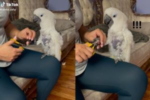 空襲警報？巴丹鸚鵡不剪指甲　「調高音階」鬼叫：救人喔
