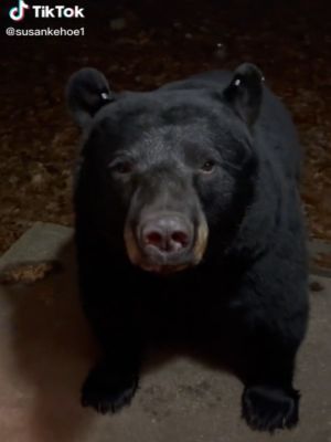 ▲蘇珊住在森林小屋時，一頭黑熊前來敲門。（圖／TikTok帳號susankehoe1）