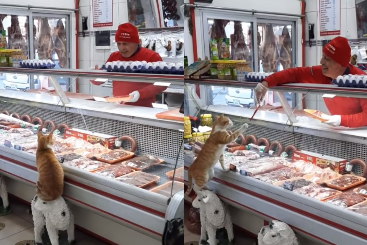 ▲土耳其一隻橘貓到肉舖店吃霸王餐，老闆則笑呵呵地餵食。（圖／IG帳號ikramkorkmazer）