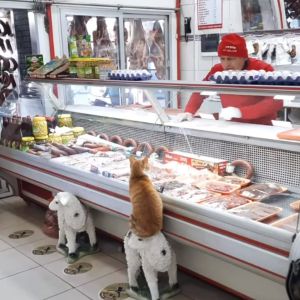 ▲這天一隻橘白貓跑進伊克朗的肉舖店討肉肉吃。（圖／IG帳號ikramkorkmazer）