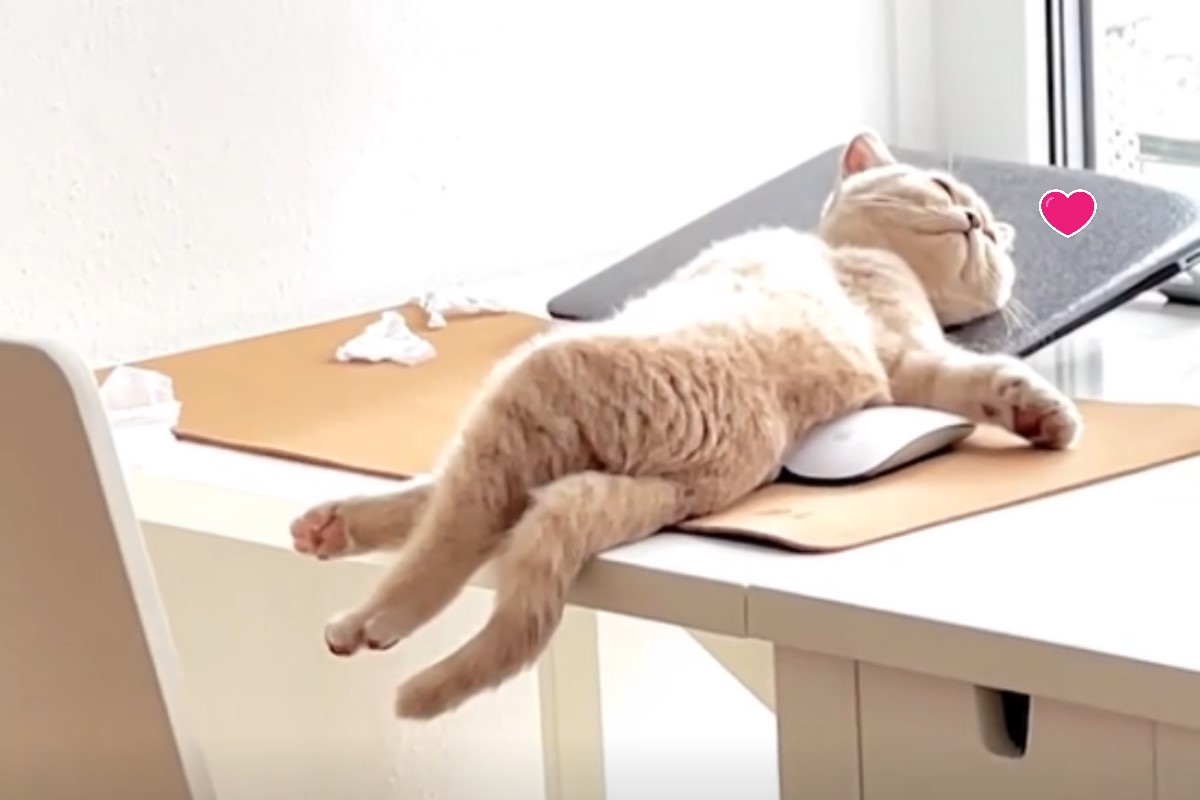 ▲國外一隻貓咪以妖嬌的姿勢躺在辦公桌上曬日光浴。（圖／IG帳號winston_britishboy）