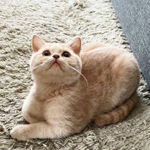 ▲「溫斯頓Winston」是一隻可愛的奶油色英短貓。（圖／IG帳號winston_britishboy）
