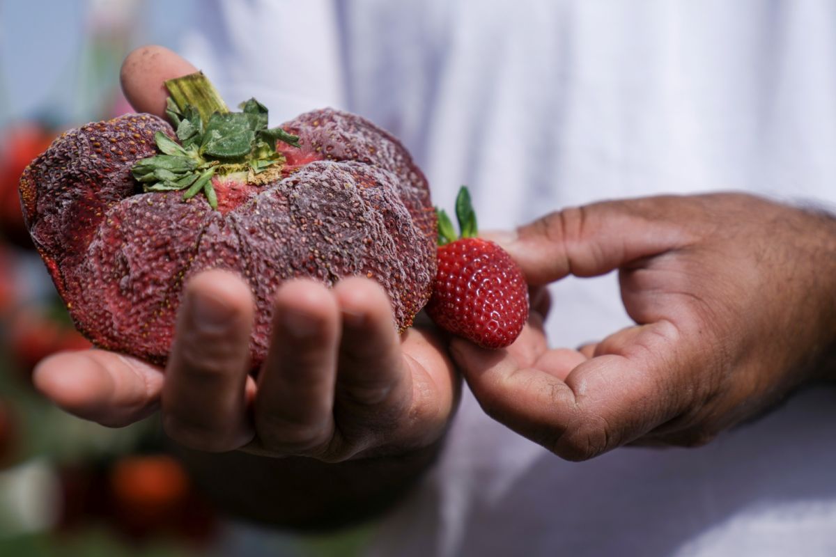 ▲根據金氏世界紀錄（Guinness World Records）官網，以色列農夫艾利爾‧查希（Ariel Chahi）種出全球最重的草莓，這顆巨無霸草莓冰了1年才獲得認證。（圖／美聯社／達志影像）