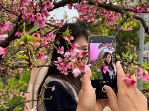 賞櫻網美照怎麼拍？手機攝影達人曝3招　好用到阿嬤都會
