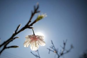 實際拍攝櫻花照片。(圖/王小路提供) ▲實際拍攝櫻花照片。(圖/王小路提供)