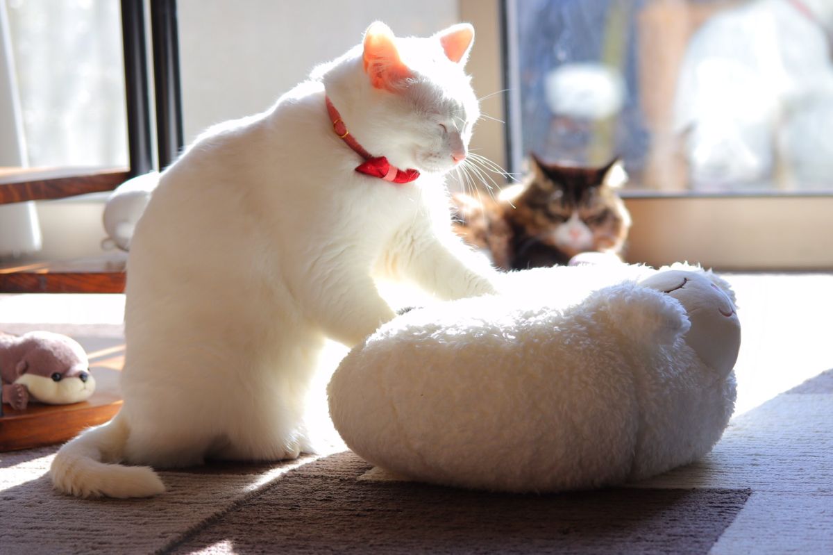 ▲貓趴下秒成白玉糰子超Q彈，下方視角公開，網友直喊：「噴鼻血啦！」。（圖／Twitter：ccchisa76） 