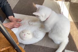 白貓師傅正在教人類如何正確的踏踏。(圖/Twitter:ccchisa76) ▲白貓師傅正在教人類如何正確的踏踏。(圖/Twitter:ccchisa76)