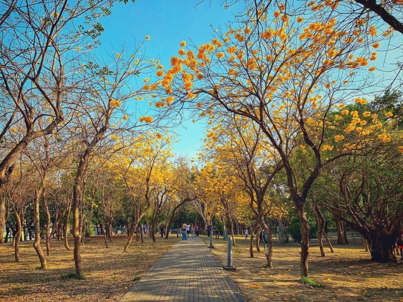 ▲台南億載金城旁的億載公園是台南市知名的黃花風鈴木賞花景點之一。（圖／業者提供）