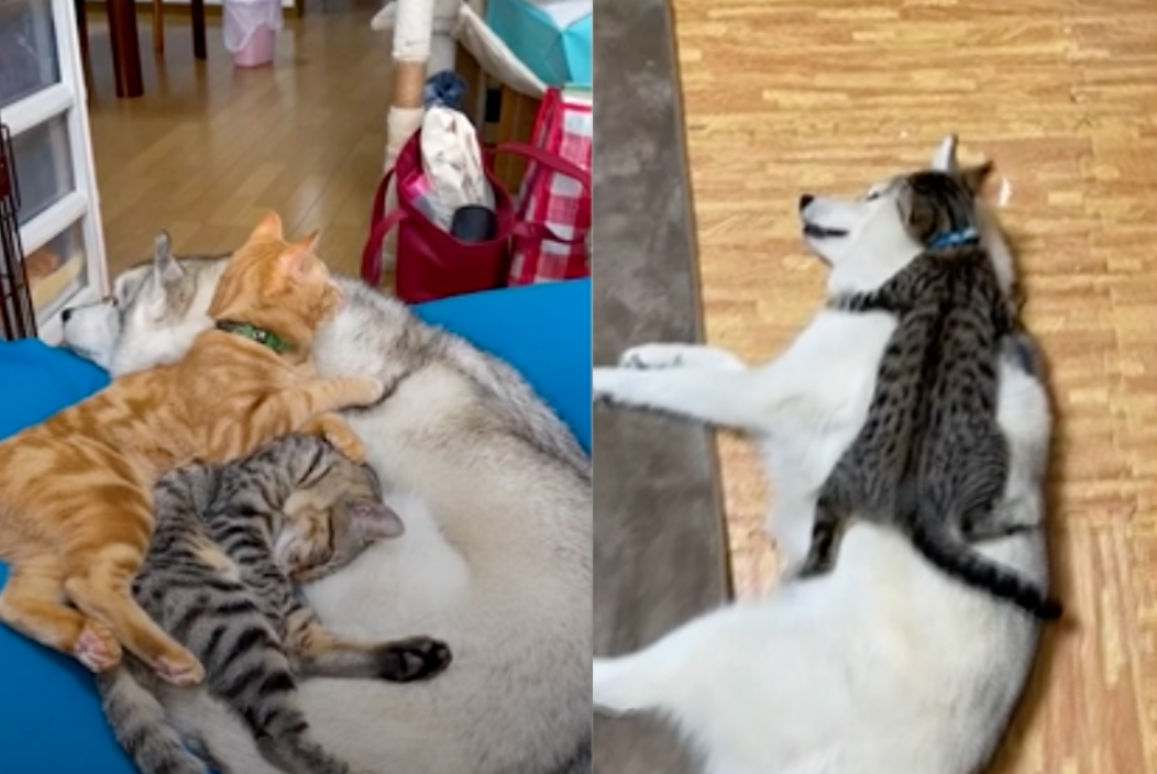 ▲日本一名飼主日前救援一隻哈士奇，將牠帶回家中，但因為家裡本就有4隻貓咪，幸好牠們相處融洽，哈士奇甚至還充當「貓爸爸」，模樣相當可愛。（圖／AP美聯社／viralpress）