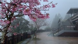 寒流來襲,宜蘭縣太平山21日上午8時許氣溫攝氏1度,山區下著霧雨但未降雪,園方呼籲遊客務必注意保暖。(太平山國家森林遊樂區提供) ▲宜蘭日前傳出羅東國中有人確診因而宣布停課。(示意圖宜蘭太平山/太平山國家森林遊樂區提供)