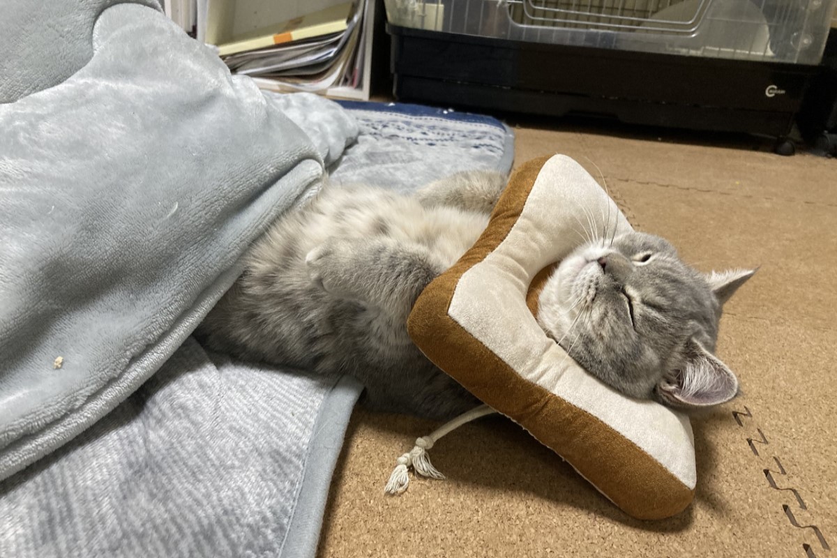 ▲日本一隻貓咪將頭套當成頸枕，鑽進暖桌蓋毯子學人類一樣仰睡！（圖／Twitter帳號IWASHI_0723）