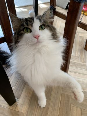 問吃肉泥貓咪開心叫!飼主換「某字」秒變臉:開玩笑嗎? ▲1歲的「Chui」聽得懂「關鍵字」。(圖/Twitter帳號ChewietheCat1)
