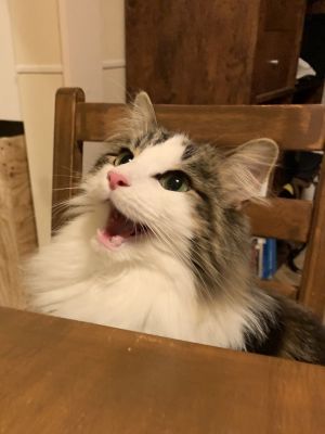 問吃肉泥貓咪開心叫!飼主換「某字」秒變臉:開玩笑嗎? ▲這天飼主詢問Chui要不要吃肉泥?牠立刻興奮地喵喵叫!(圖/Twitter帳號ChewietheCat1)