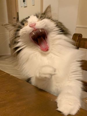 問吃肉泥貓咪開心叫!飼主換「某字」秒變臉:開玩笑嗎? ▲Chui:奴才說什麼鬼話?偶當然不要洗澡啊!(圖/Twitter帳號ChewietheCat1)