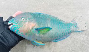 ▲氣溫驟降，澎湖海灘上有多條凍死魚。（圖／澎湖呂先生提供）