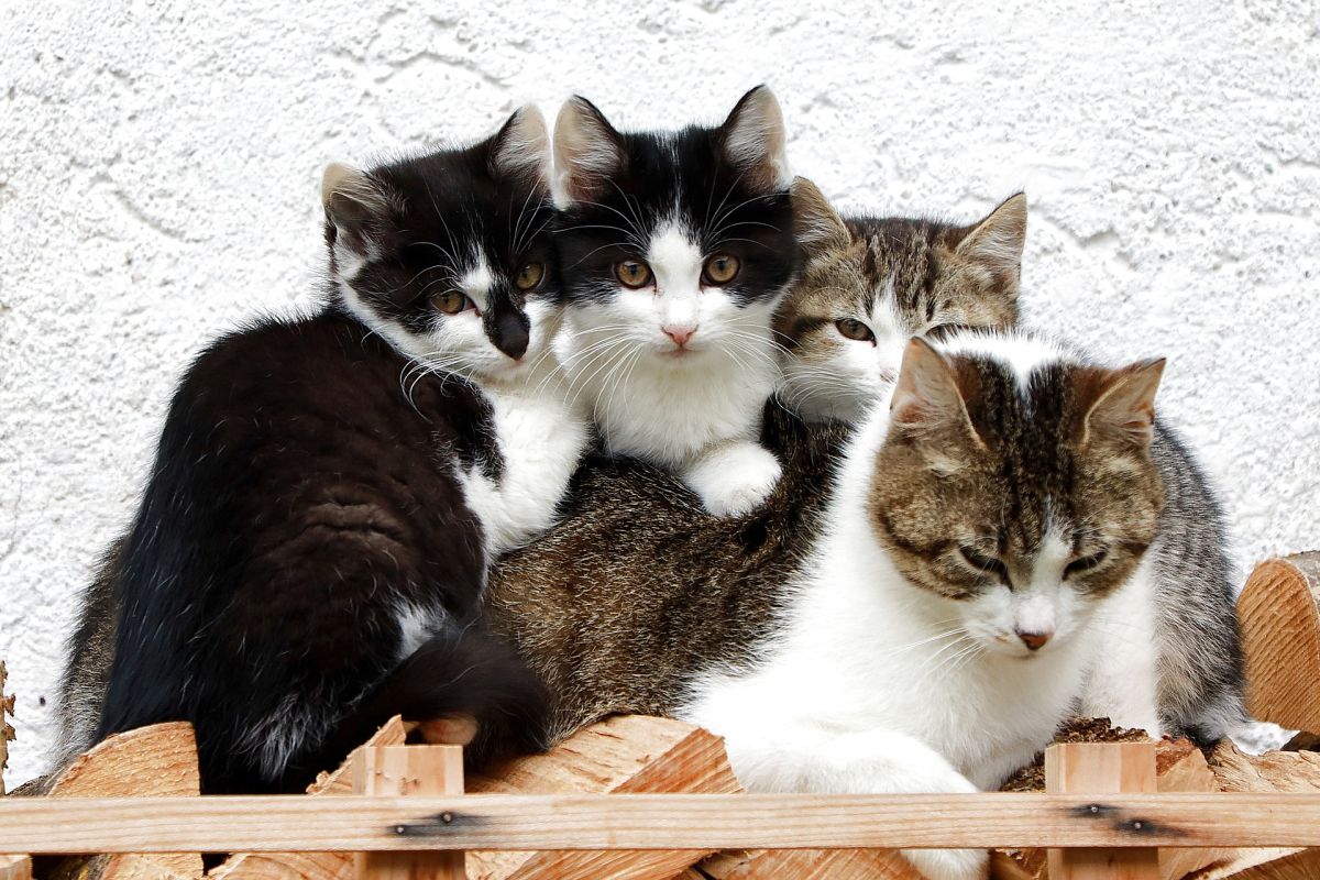 ▲有網友路過寵物店，被一隻天價18萬的品種貓嚇壞。（示意圖／Pixabay）