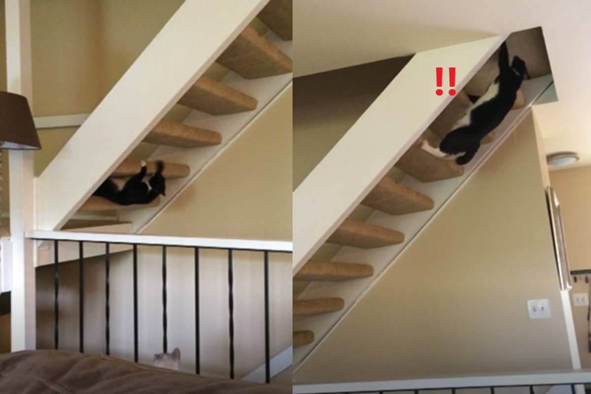 ▲國外一隻黑白貓在家裡挑戰極限體能王運動。（圖／AP美聯社／Jukin Media）