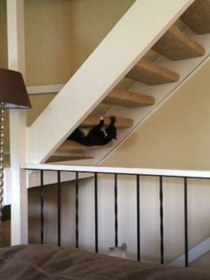 ▲這天黑白貓「Caboose」閒來無事，突然開始爬樓梯。（圖／AP美聯社／Jukin Media）