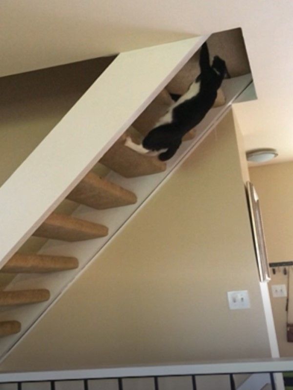 (影)貓咪開外掛爬樓梯！網：極限體能王