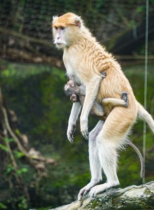 ▲紅猴寶寶會手腳併用，很努力地抱住媽媽。（圖／臺北市立動物園） 