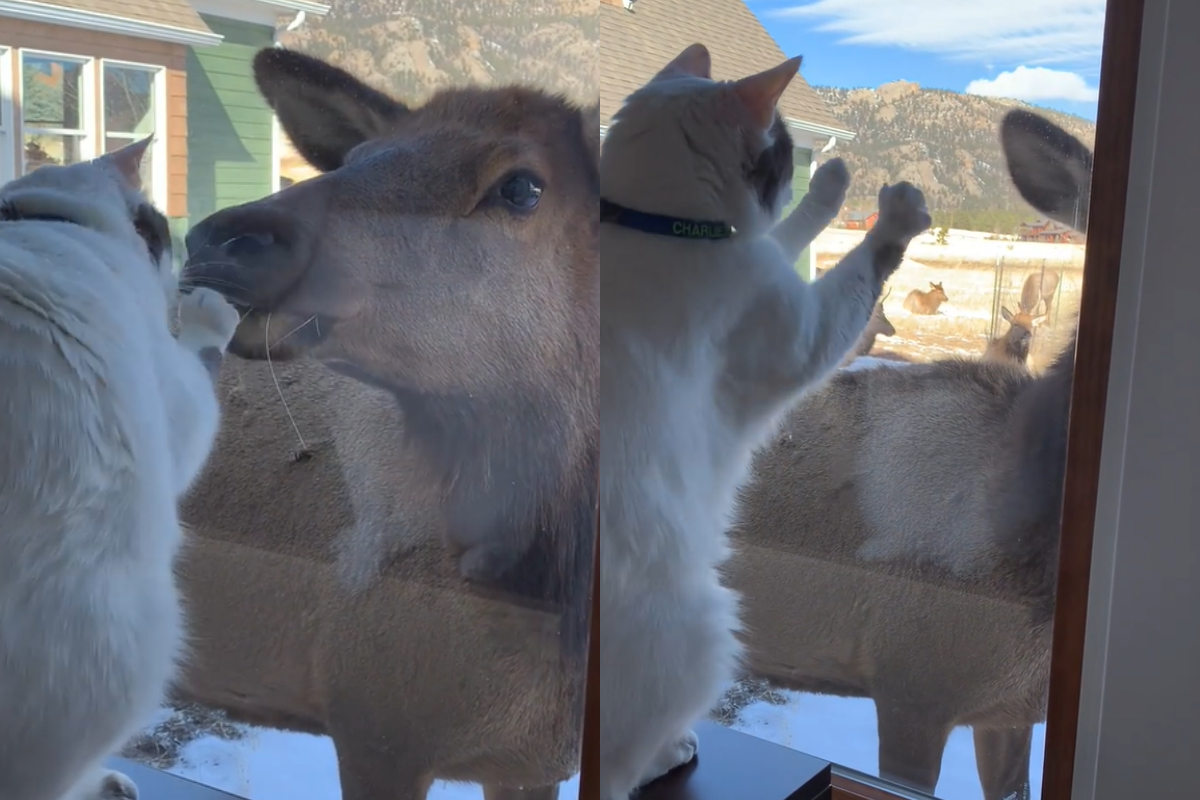 ▲貓貓跟麋鹿成為好朋友，隔著窗戶互相磨頭撒嬌：「帶我一起玩嘛～」。（圖／Facebook：Derek Flockhart ） 