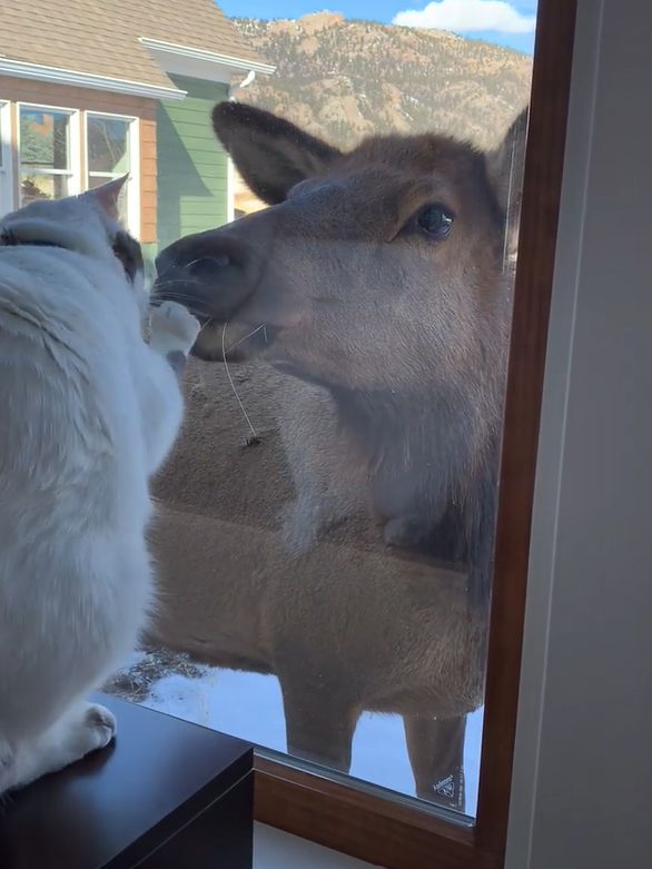 貓貓跟麋鹿成好友！隔窗戶磨頭撒嬌