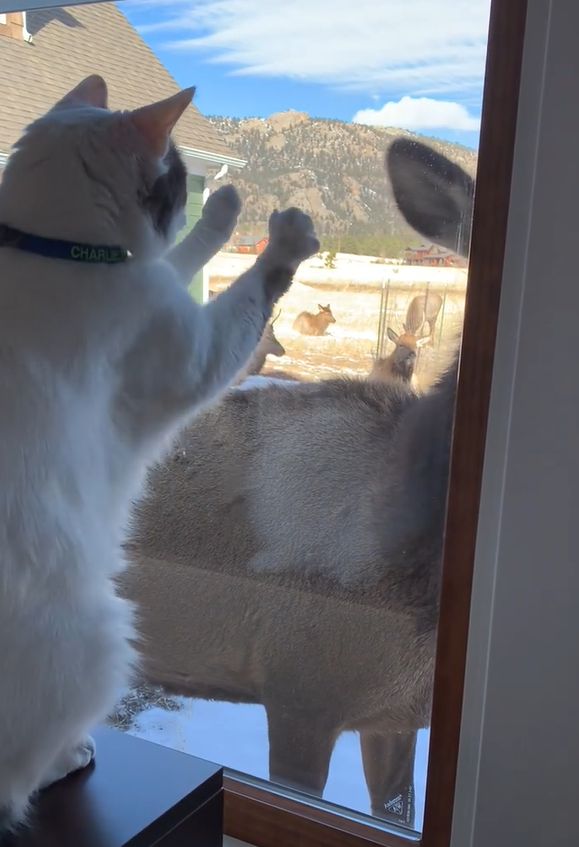 貓貓跟麋鹿成好友！隔窗戶磨頭撒嬌