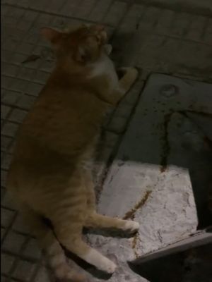 ▲卡蜜拉比對橘白貓與尋貓啟事上的特徵，發現牠就是海報裡走失的「路易斯Luis」！（圖／Twitter帳號camilacastoldi_）