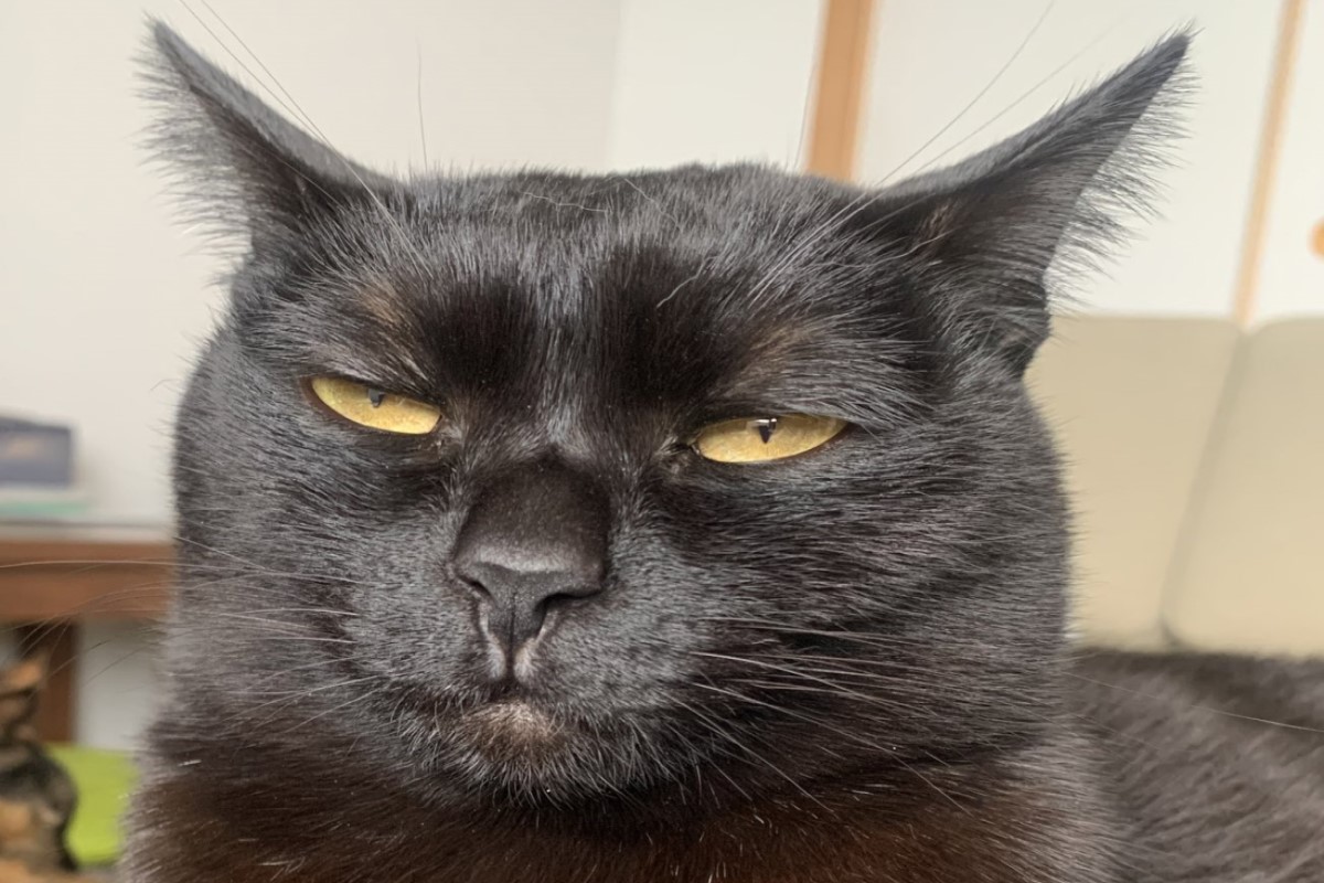 ▲日本一隻4歲的黑貓只要看鏡頭就擺臭臉。（圖／Twitter帳號Pe8pydM4cHey0Zu）