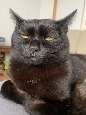▲4歲的黑貓「Nowa（ノワ）」只要一拍照，就會露出鄙視的眼神。（圖／Twitter帳號Pe8pydM4cHey0Zu）