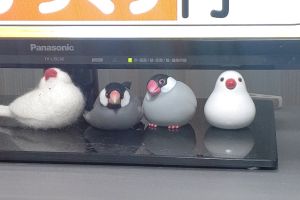 猜猜牠在哪！文鳥「雕像化」隱身公仔群　主人狂找30分鐘
