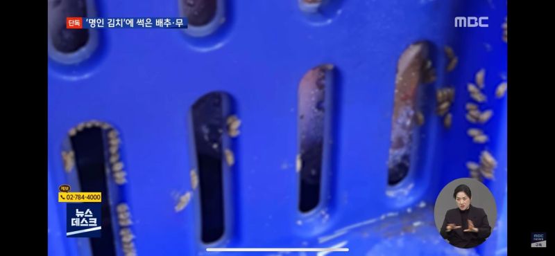 ▲運送箱旁邊長滿蟲卵的照片，讓愛吃泡菜的網友看了頭皮發麻。（圖／翻攝畫面）
