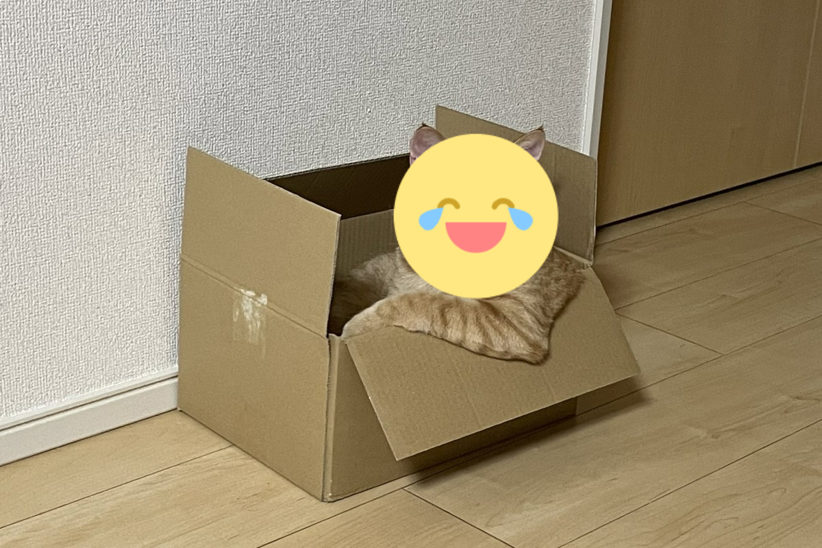 ▲日本一隻橘貓窩紙箱的姿勢彷彿在坐「超跑」。（圖／Twitter帳號kijitora_mugiwo）