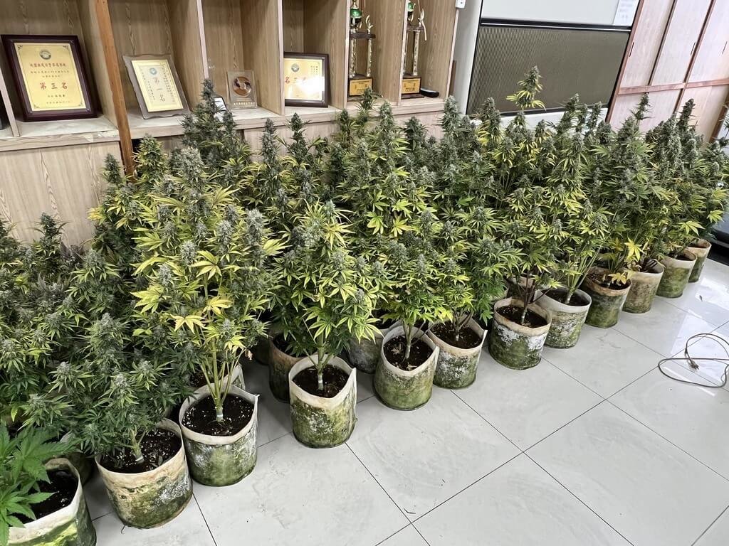 ▲桃園市警局楊梅分局27日表示，在一處透天民宅破獲大麻栽種場，除查獲大麻植株、大麻花成品與半成品、種子、現金及栽種設備等物，並逮捕2名嫌犯。（圖／中央社）