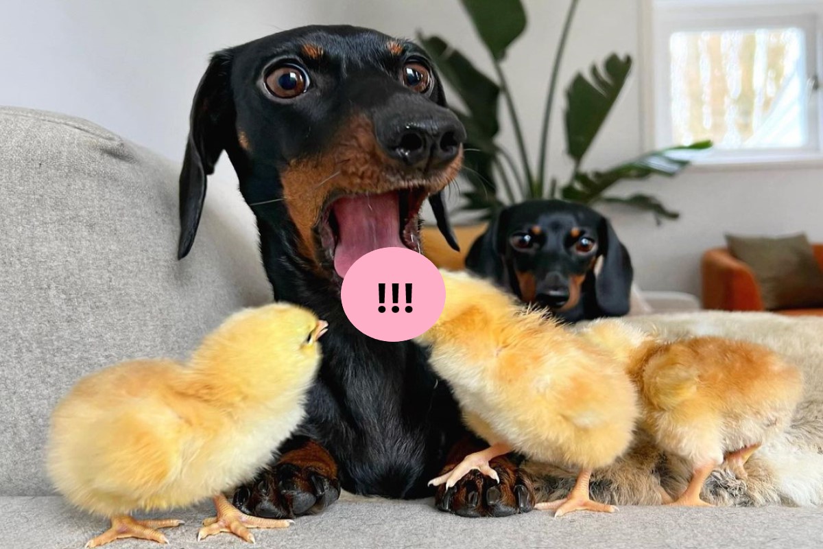 ▲荷蘭一隻臘腸狗日前遭到小雞「舌吻」！（圖／IG帳號loulouminidachshund）