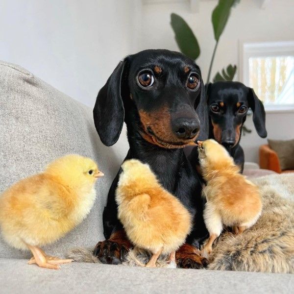 ▲幸好Loulou脾氣好，沒有對小雞們發脾氣。（圖／IG帳號loulouminidachshund）