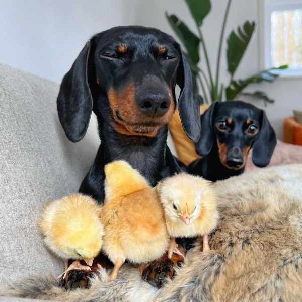 ▲Loulou：小雞們都愛我，呵呵！（圖／IG帳號loulouminidachshund）